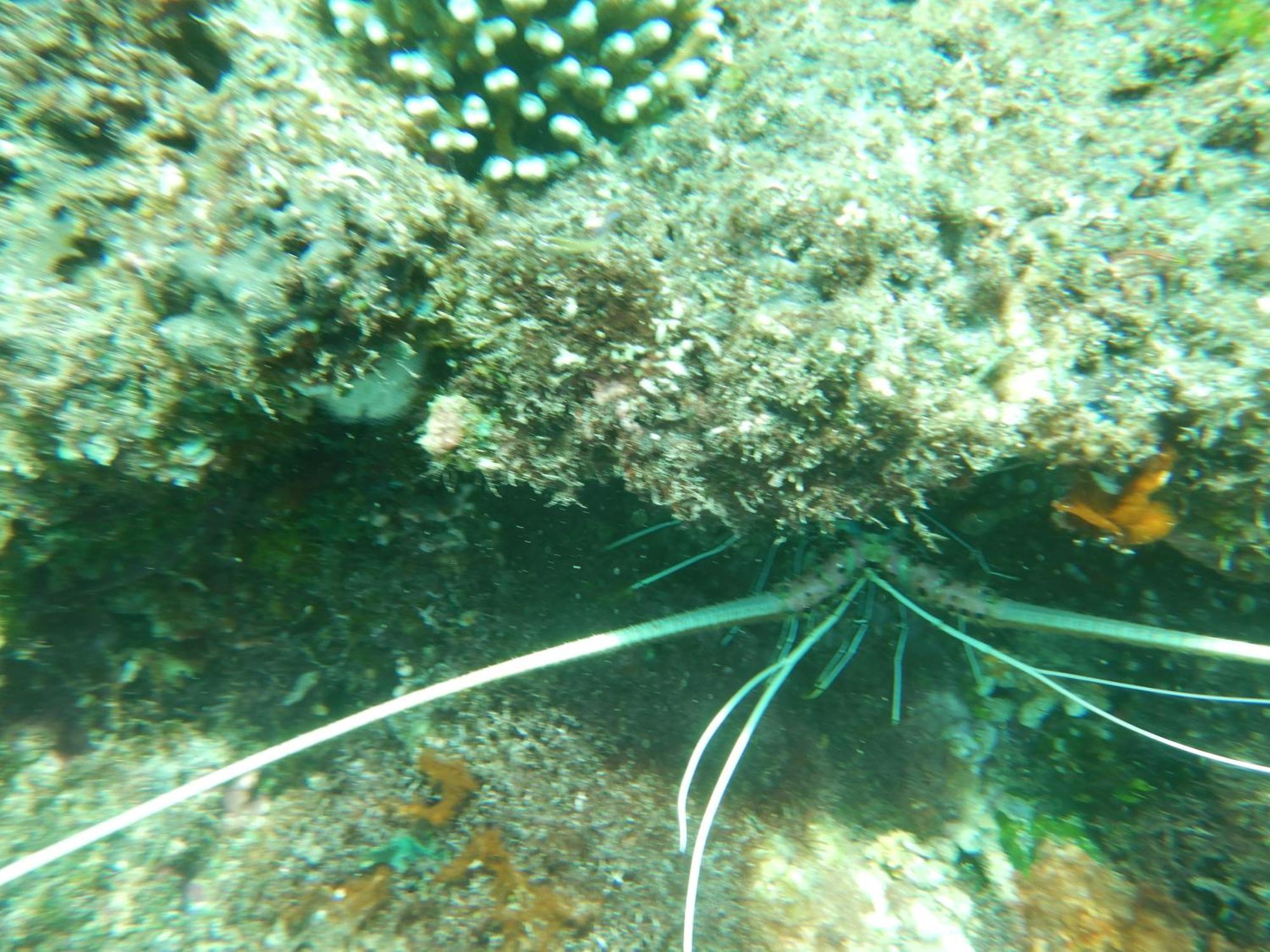 Raja Ampat Blue Sea Villa Besir Ngoại thất bức ảnh