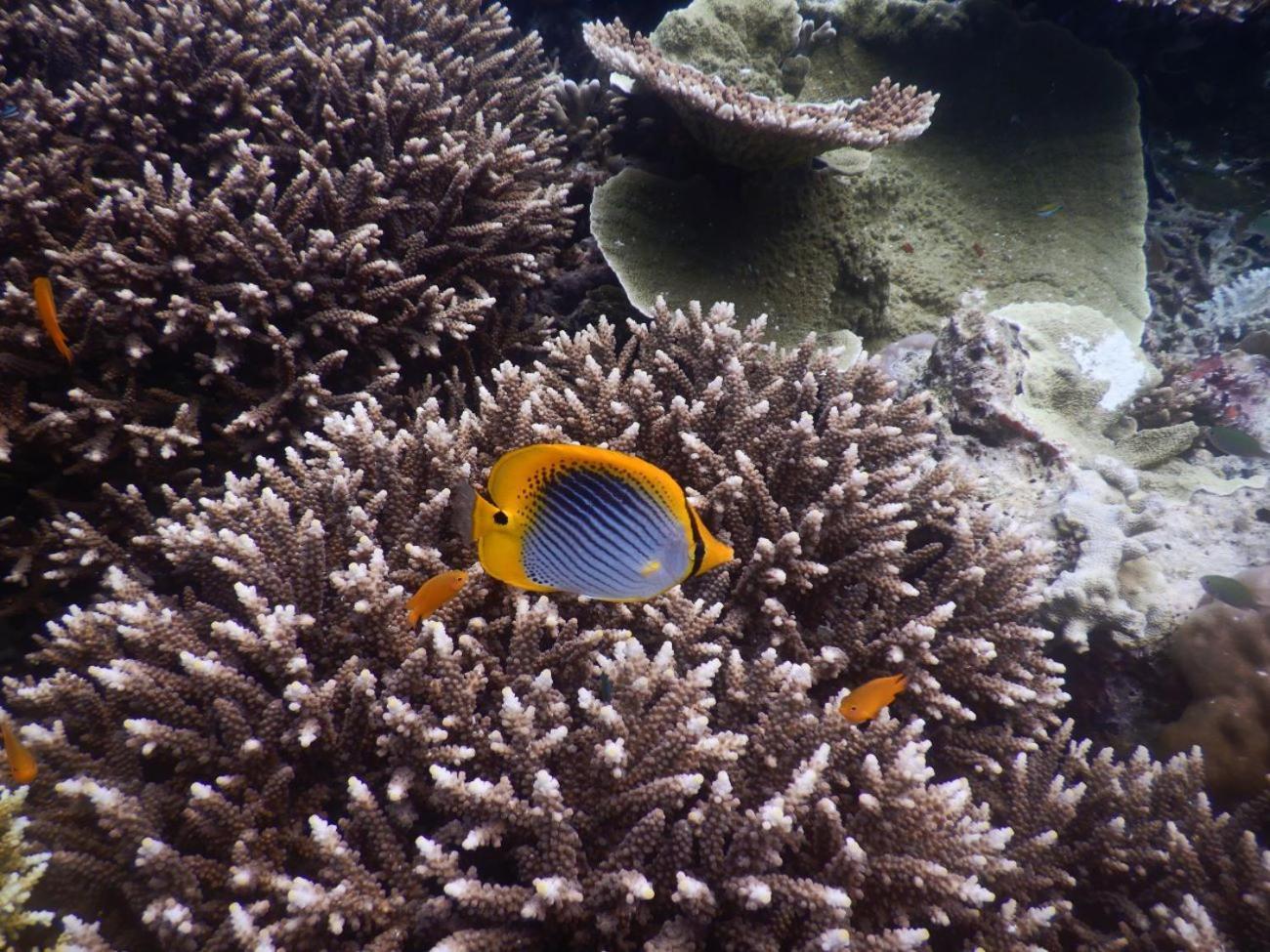 Raja Ampat Blue Sea Villa Besir Ngoại thất bức ảnh