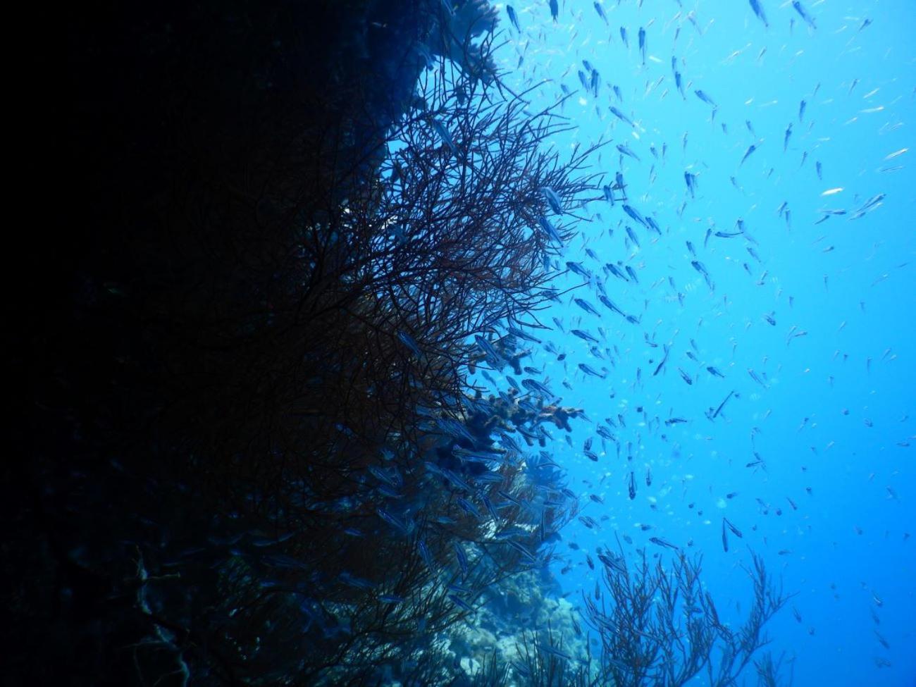 Raja Ampat Blue Sea Villa Besir Ngoại thất bức ảnh