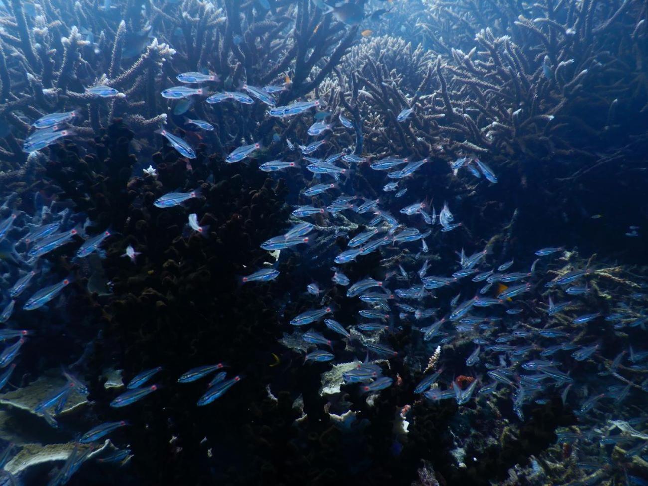 Raja Ampat Blue Sea Villa Besir Ngoại thất bức ảnh